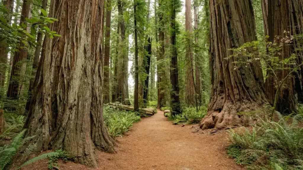 Lady Bird Johnson Grove, Orick, CA