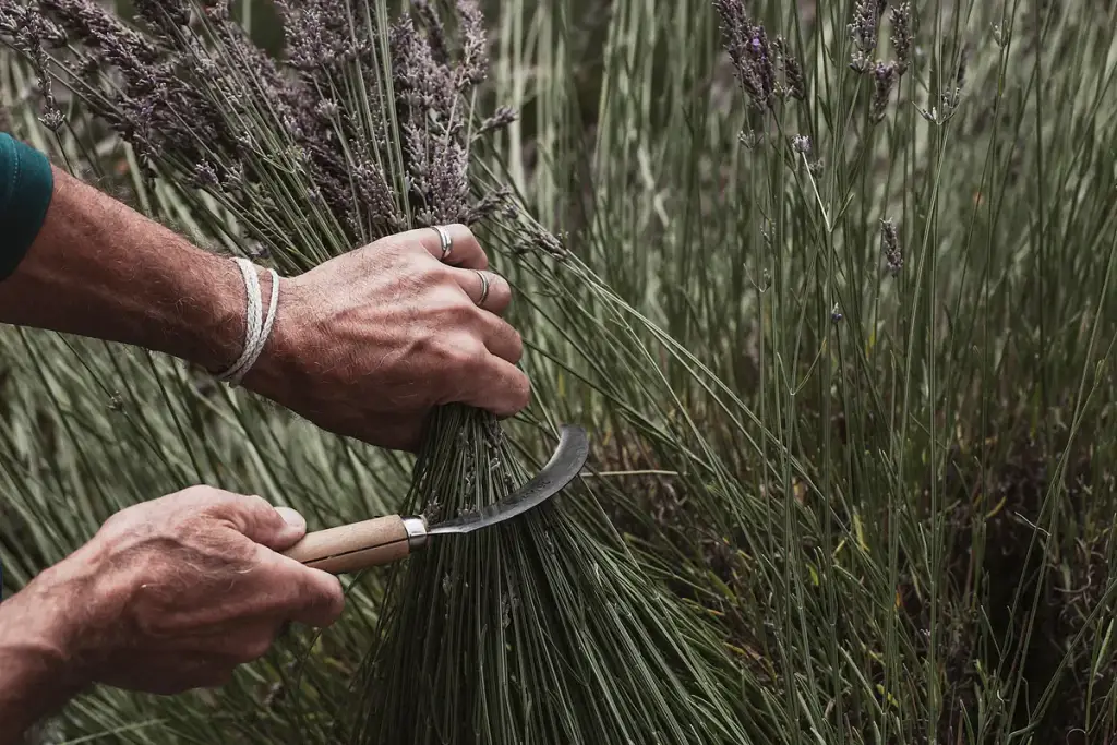 Lavender & Black, Salt Spring Island, BC