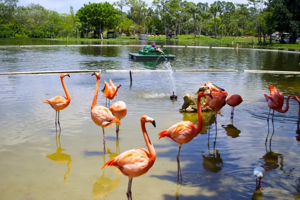 Lion Country Safari, Loxahatchee, FL