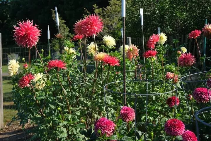 Minnesota Landscape Arboretum, Chaska, MN