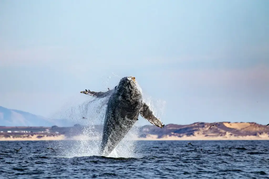 Monterey Bay Whale Watch, Monterey, CA