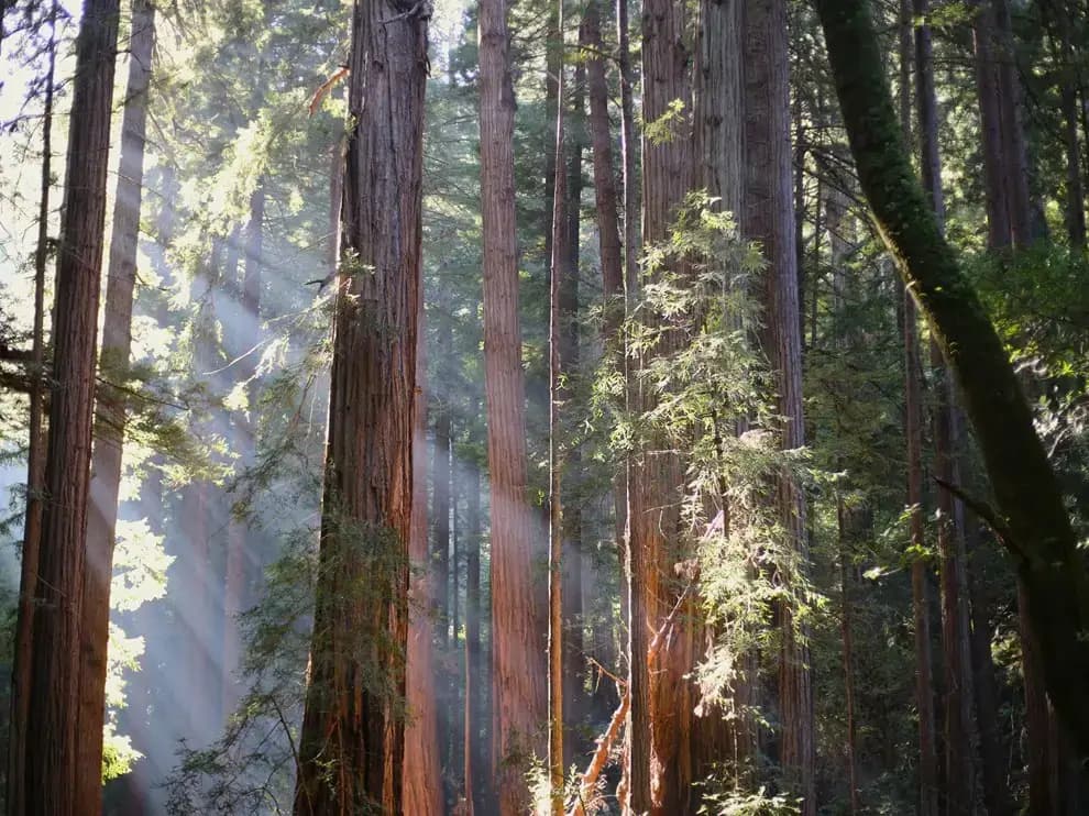 Muir Woods National Monument, Mill Valley, CA