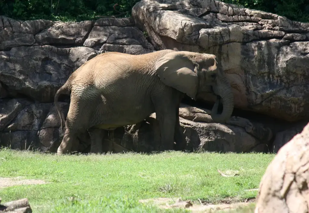 Nashville Zoo at Grassmere, Nashville, TN