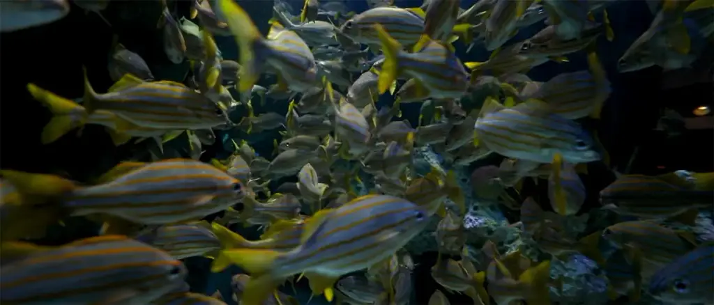 New England Aquarium, Boston, MA