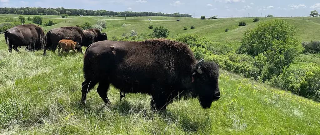North American Bison Discovery Center, Jamestown, ND
