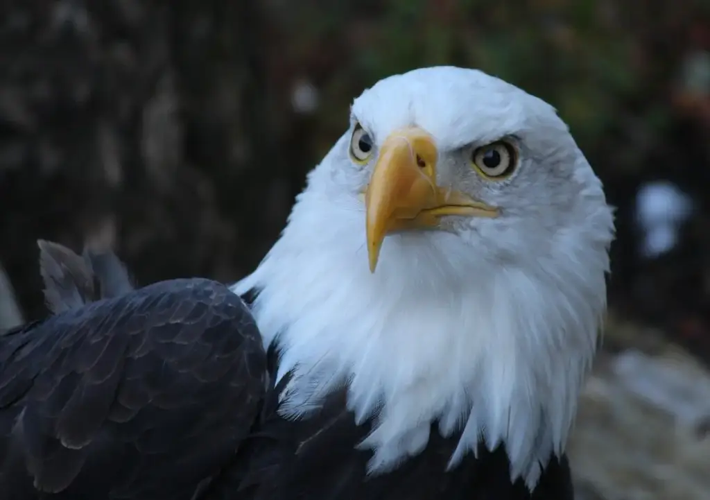 North Island Wildlife Recovery Centre, Errington, BC