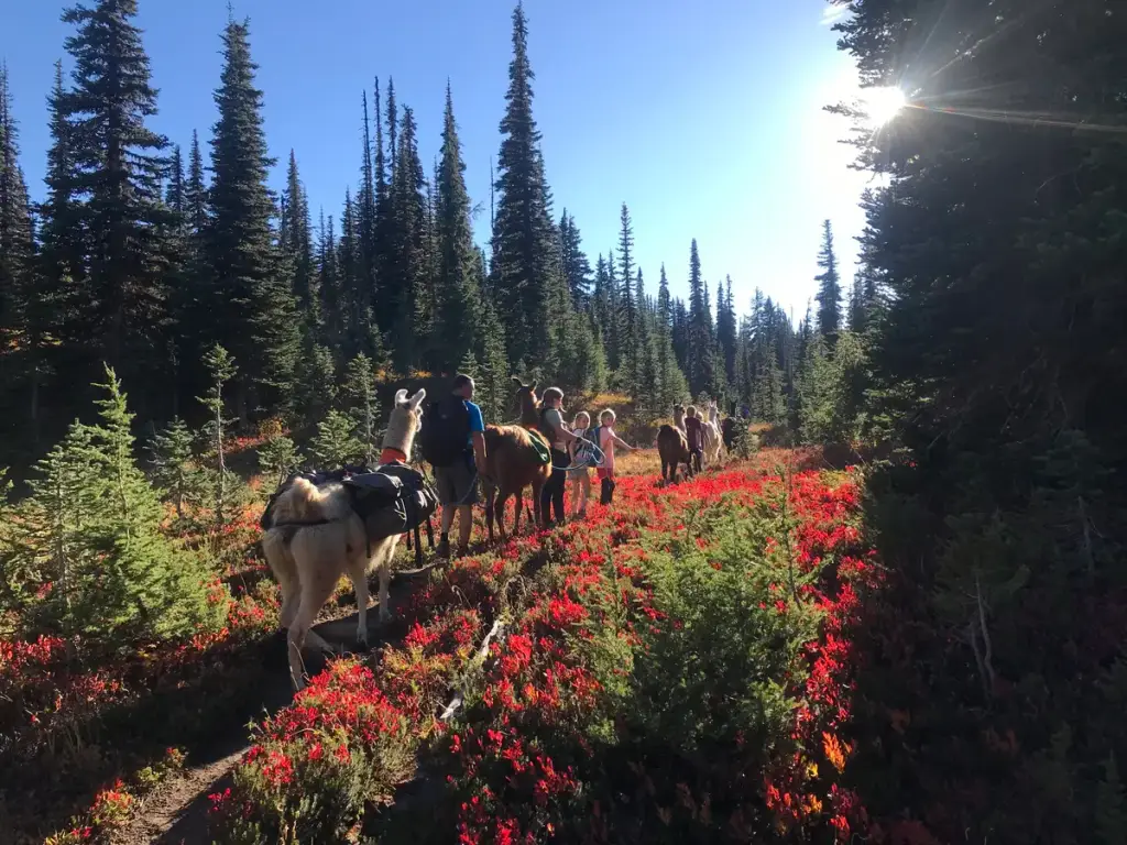 Northwest Llama Treks, Trout Lake, WA