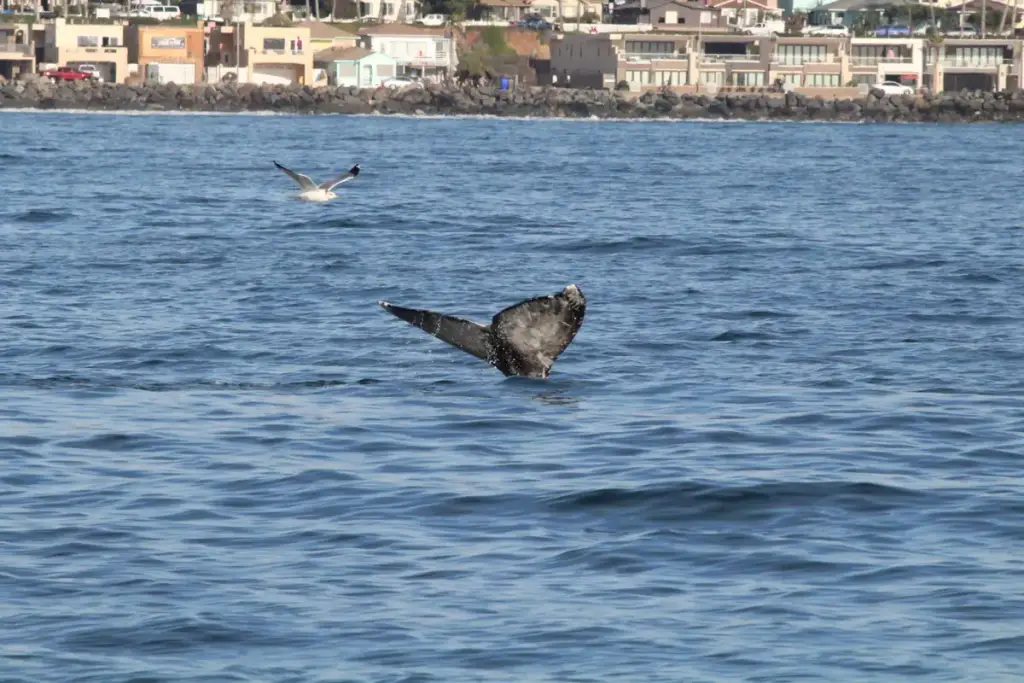 Oceanside Adventures, Oceanside, CA
