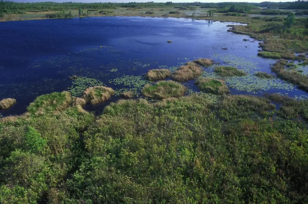 Okefenokee Swamp, Folkston, GA