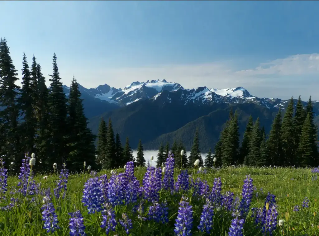 Olympic Peninsula, Olympic Peninsula, WA