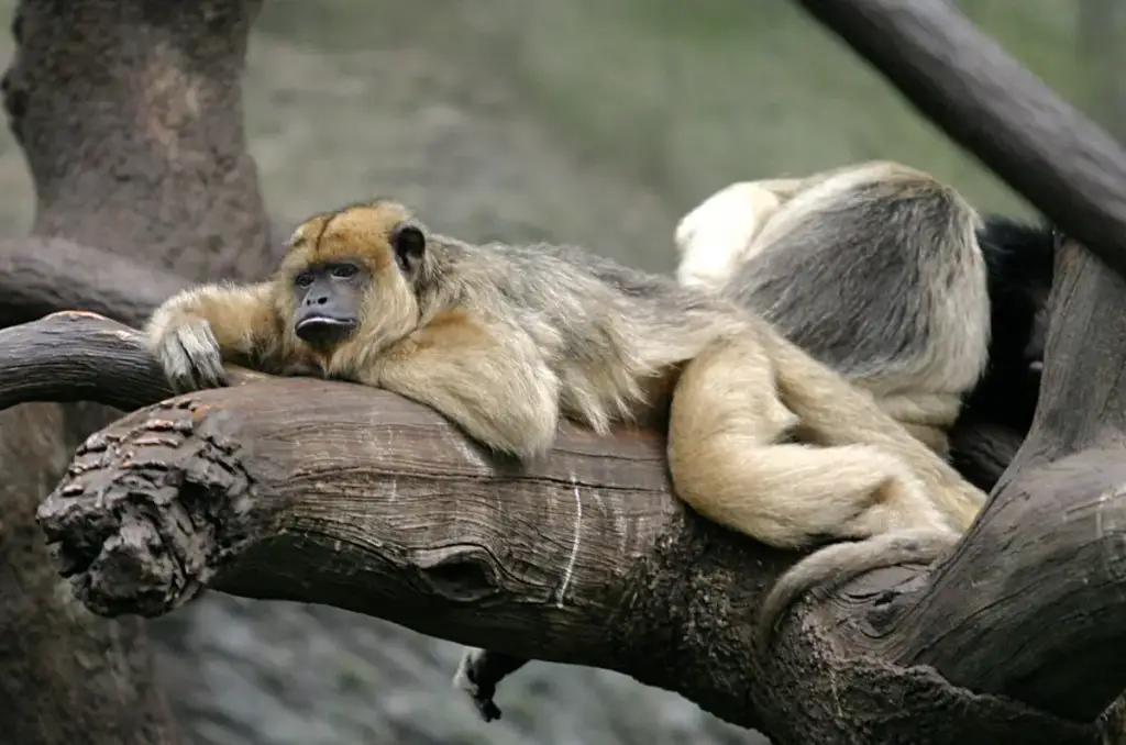 Omaha's Henry Doorly Zoo and Aquarium, Omaha, NE