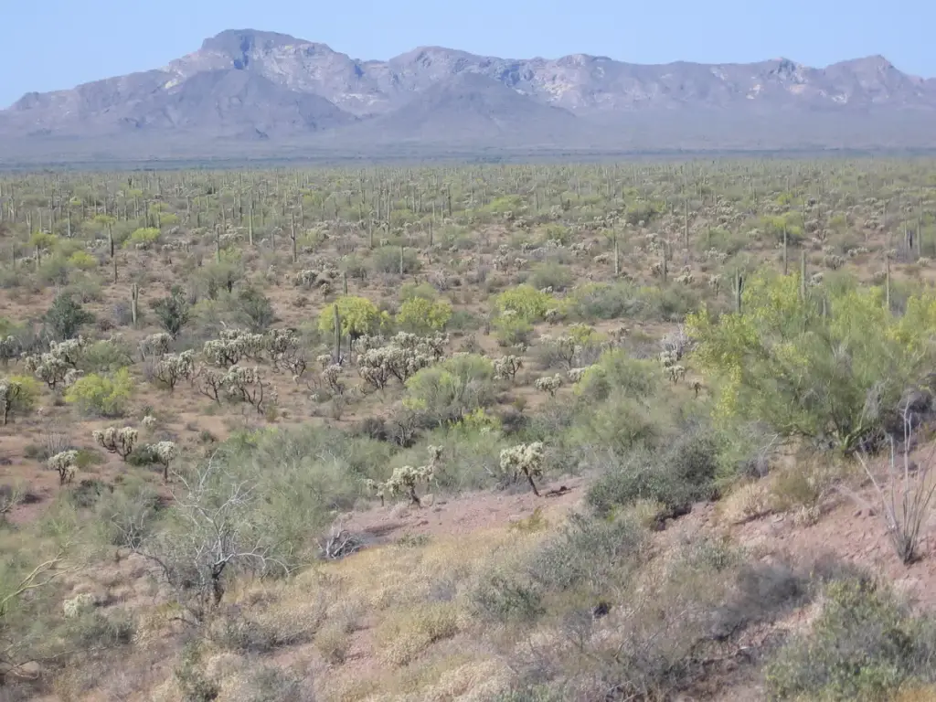 Organ Pipe Cactus National Monument, Ajo, AZ