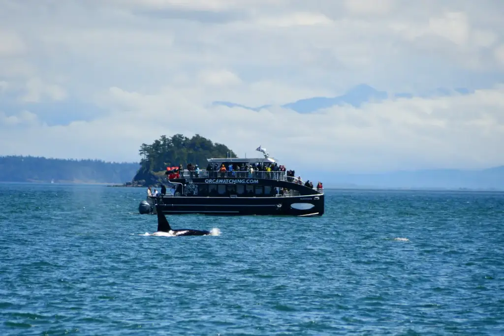 Outer Island Excursions, Anacortes, WA