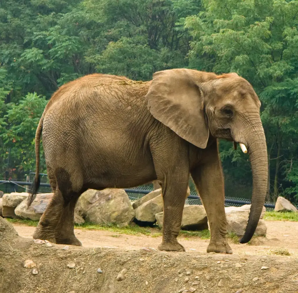 Pittsburgh Zoo & Aquarium, Pittsburgh, PA