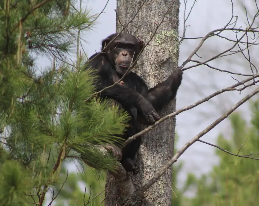 Project Chimps, Morganton, GA