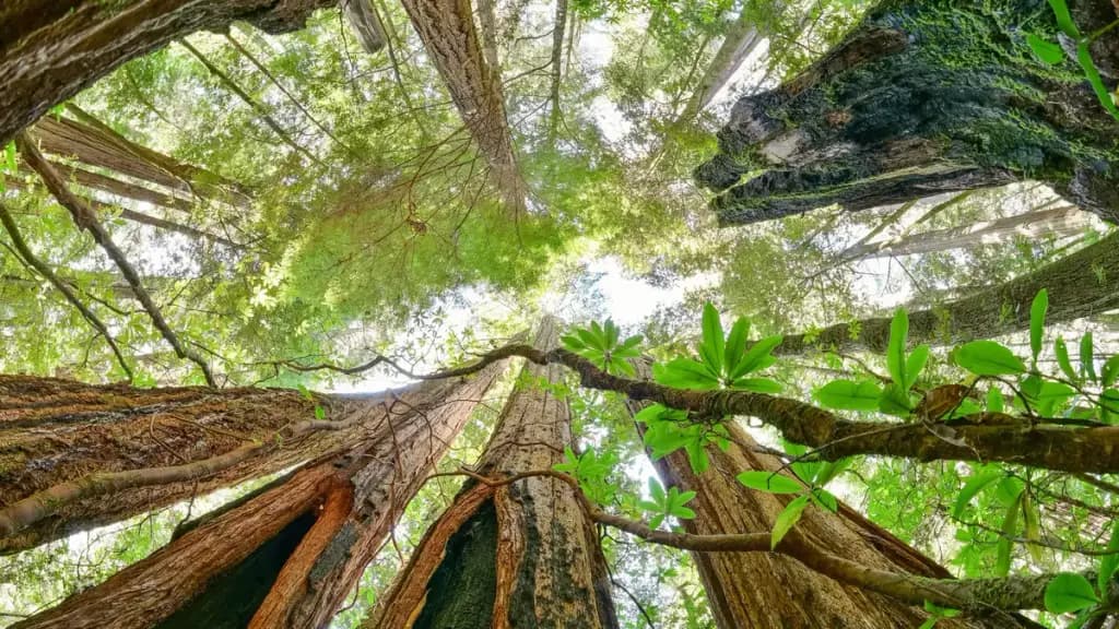 Redwood National and State Parks, Orick, CA
