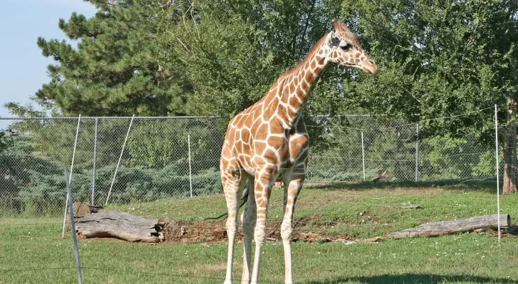 Rolling Hills Zoo, Salina, KS