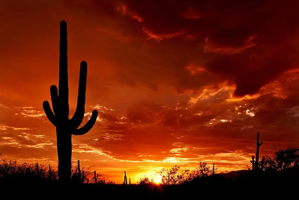 Saguaro National Park, Tucson, AZ