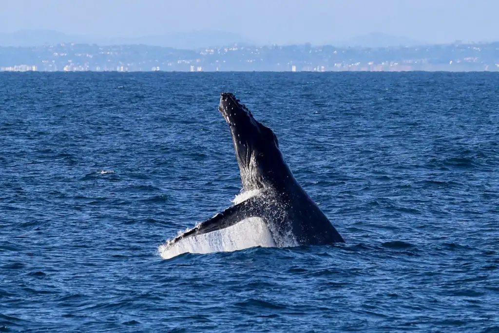 San Diego Whale Watch, San Diego, CA