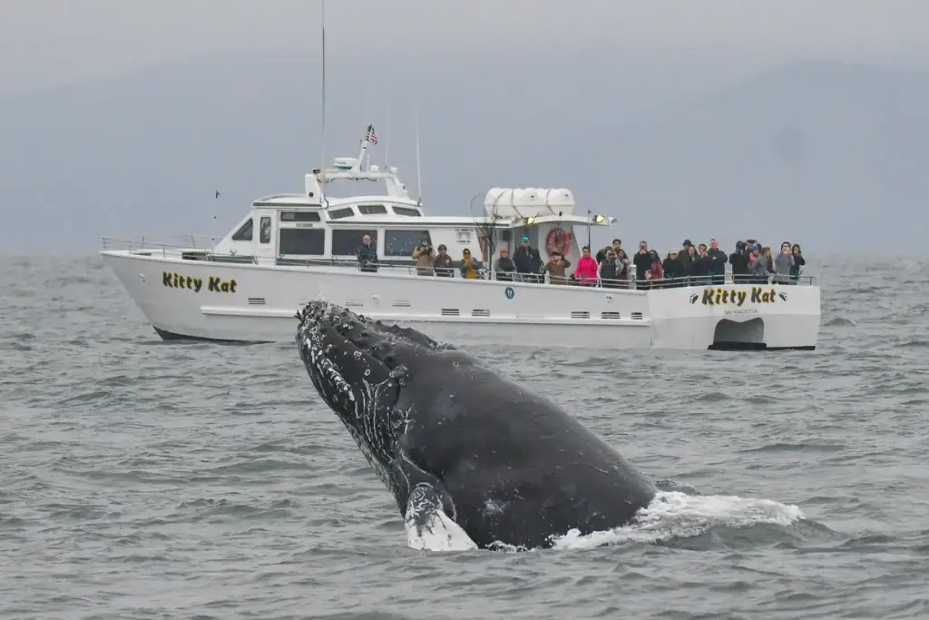 San Francisco Whale Tours, San Francisco, CA