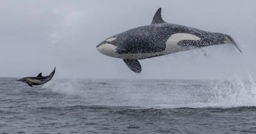 Sanctuary Cruises, Moss Landing, CA