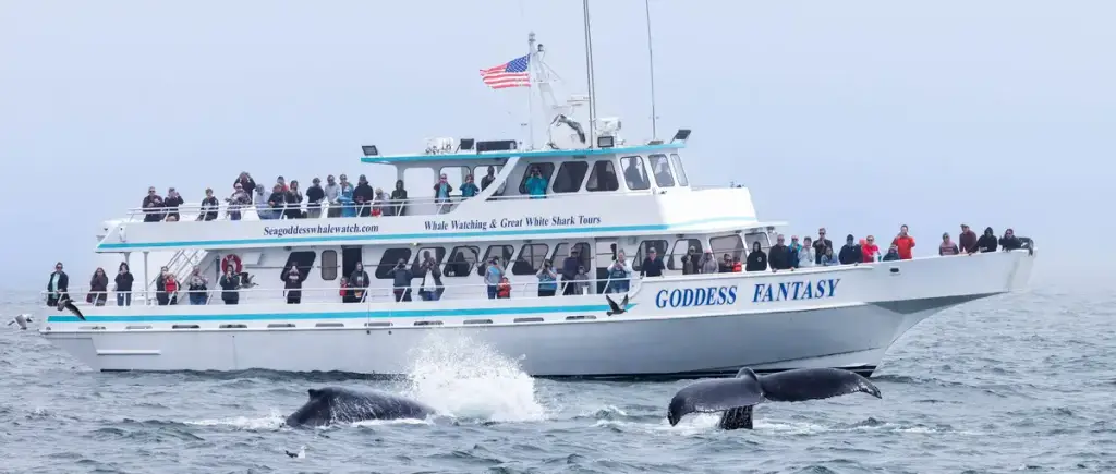 Sea Goddess Whale Watching, Moss Landing, CA