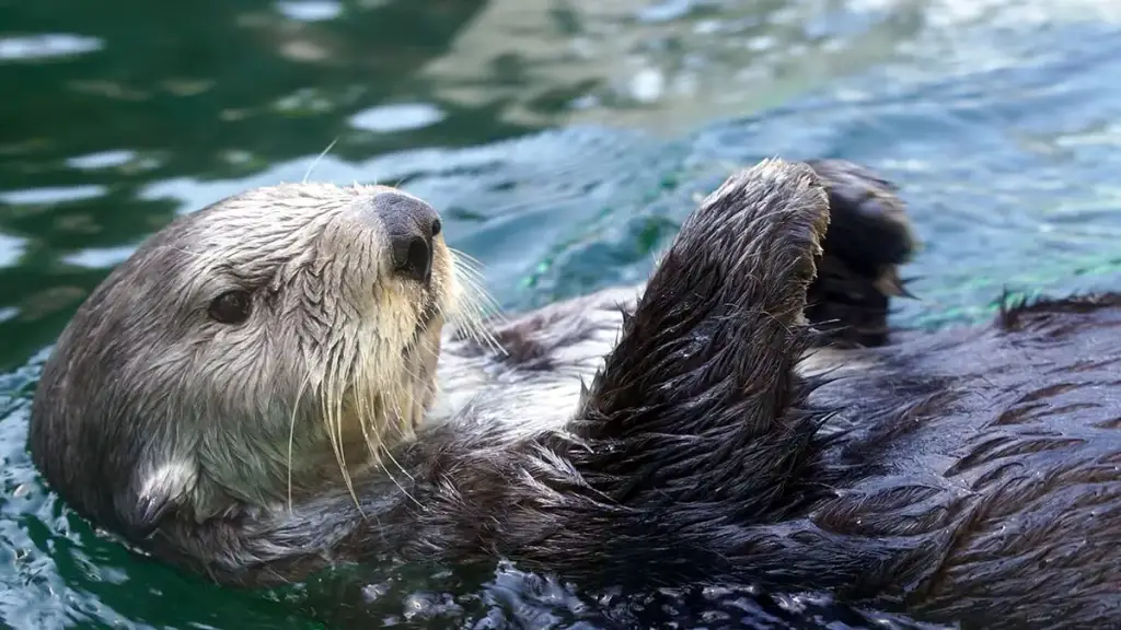 Seattle Aquarium, Seattle, WA
