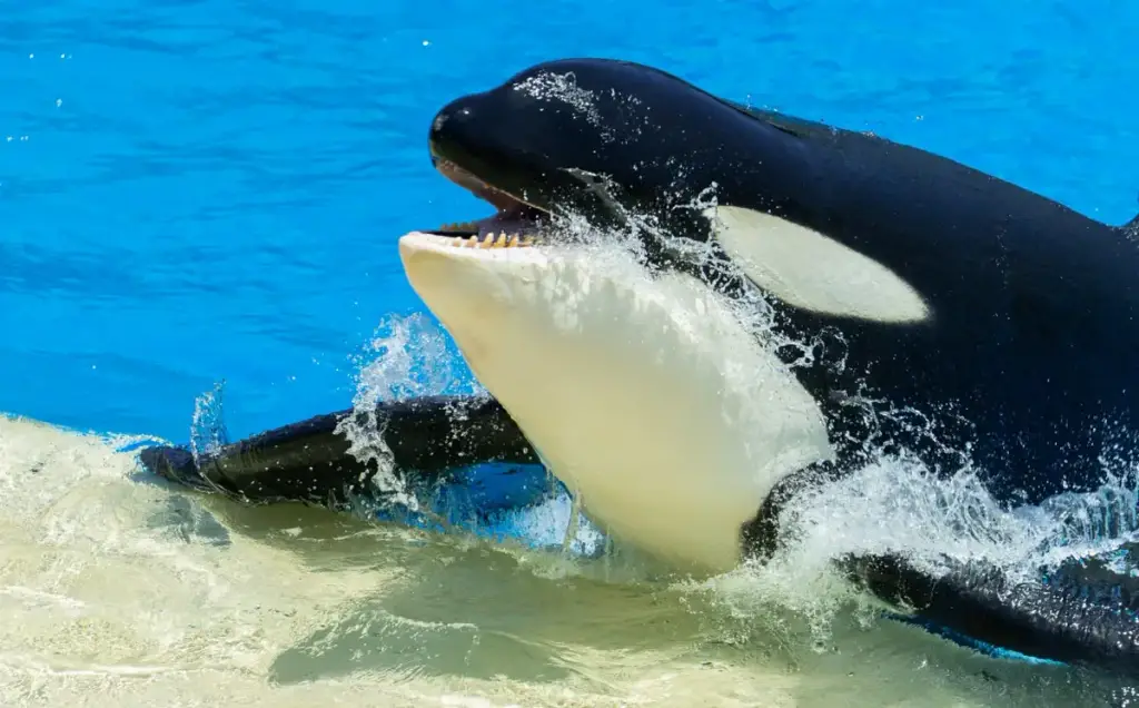 SeaWorld San Diego, San Diego, CA