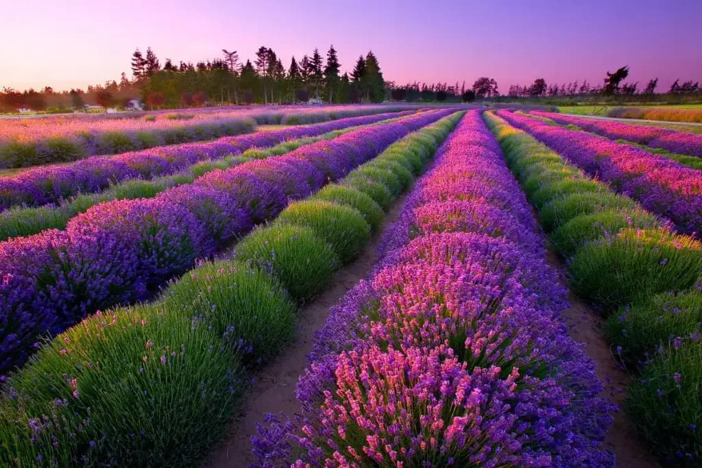 Sequim Lavender Trail, Sequim, WA