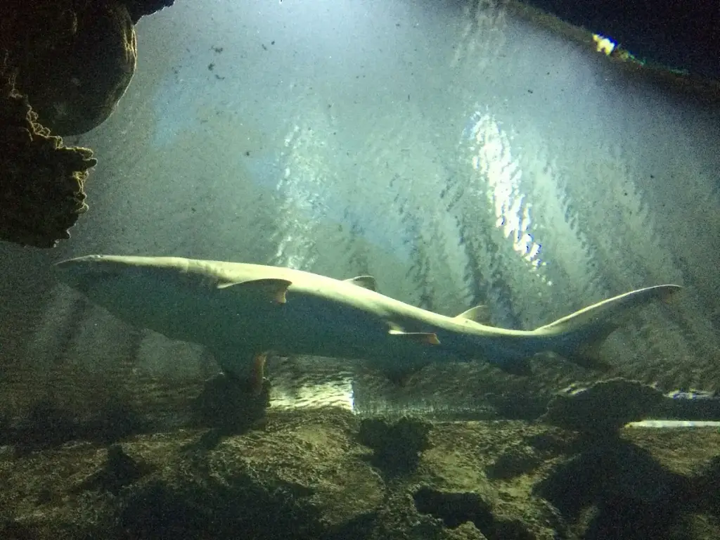 Shark Reef Aquarium at Mandalay Bay, Las Vegas, NV