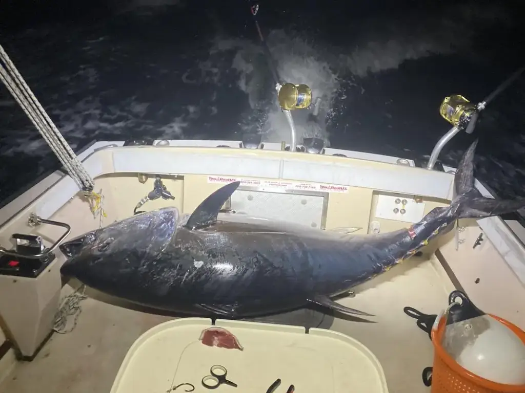 Shark Shark Tuna Fishing Charters, South Yarmouth, MA