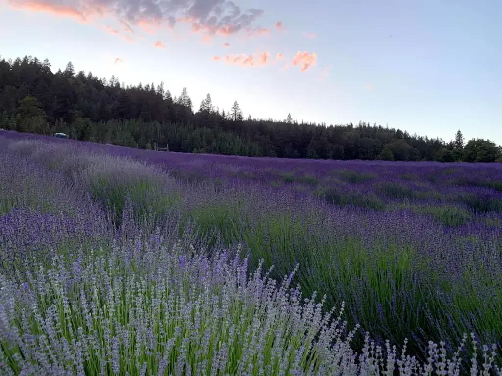 Southern Oregon Lavender Trail, Jacksonville, OR