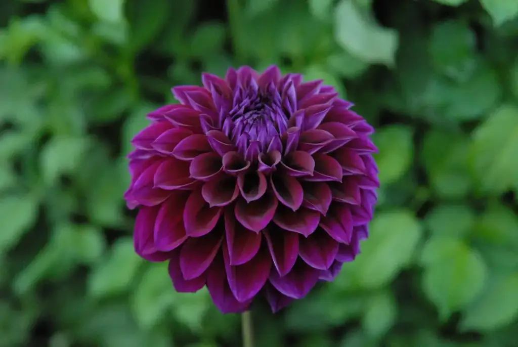Swan Island Dahlias, Canby, OR