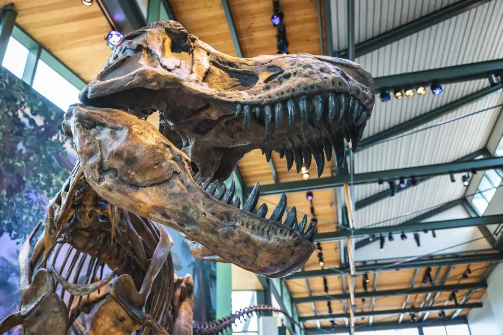 The Witte Museum, San Antonio, TX