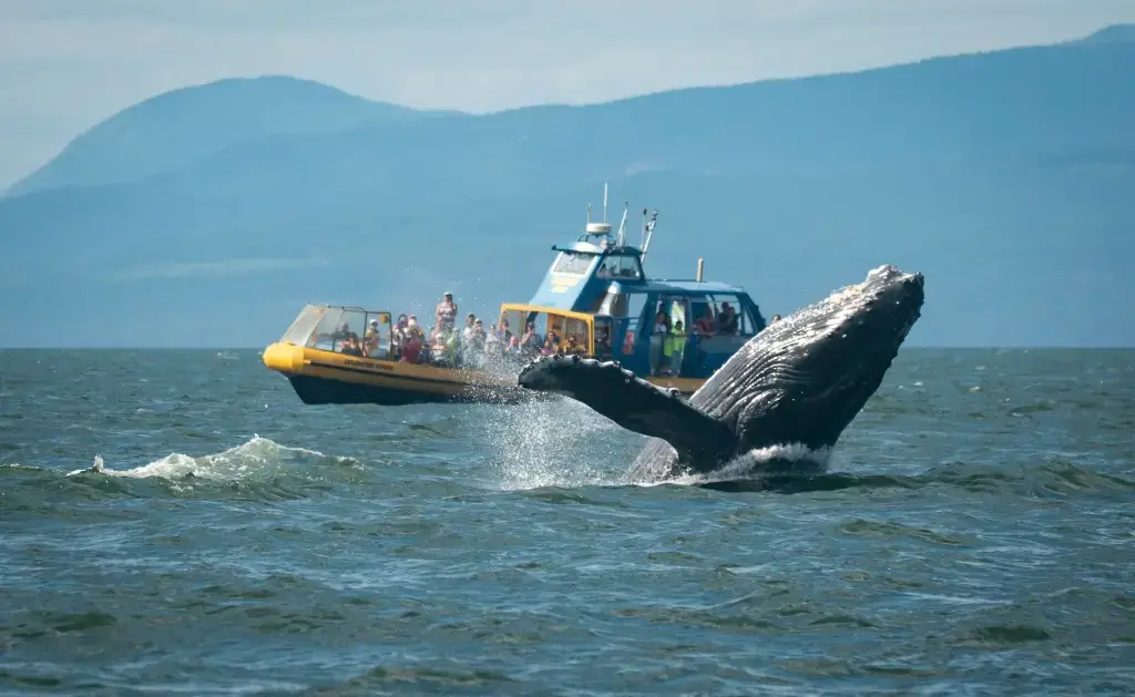 Vancouver Whale Watch, Richmond, BC