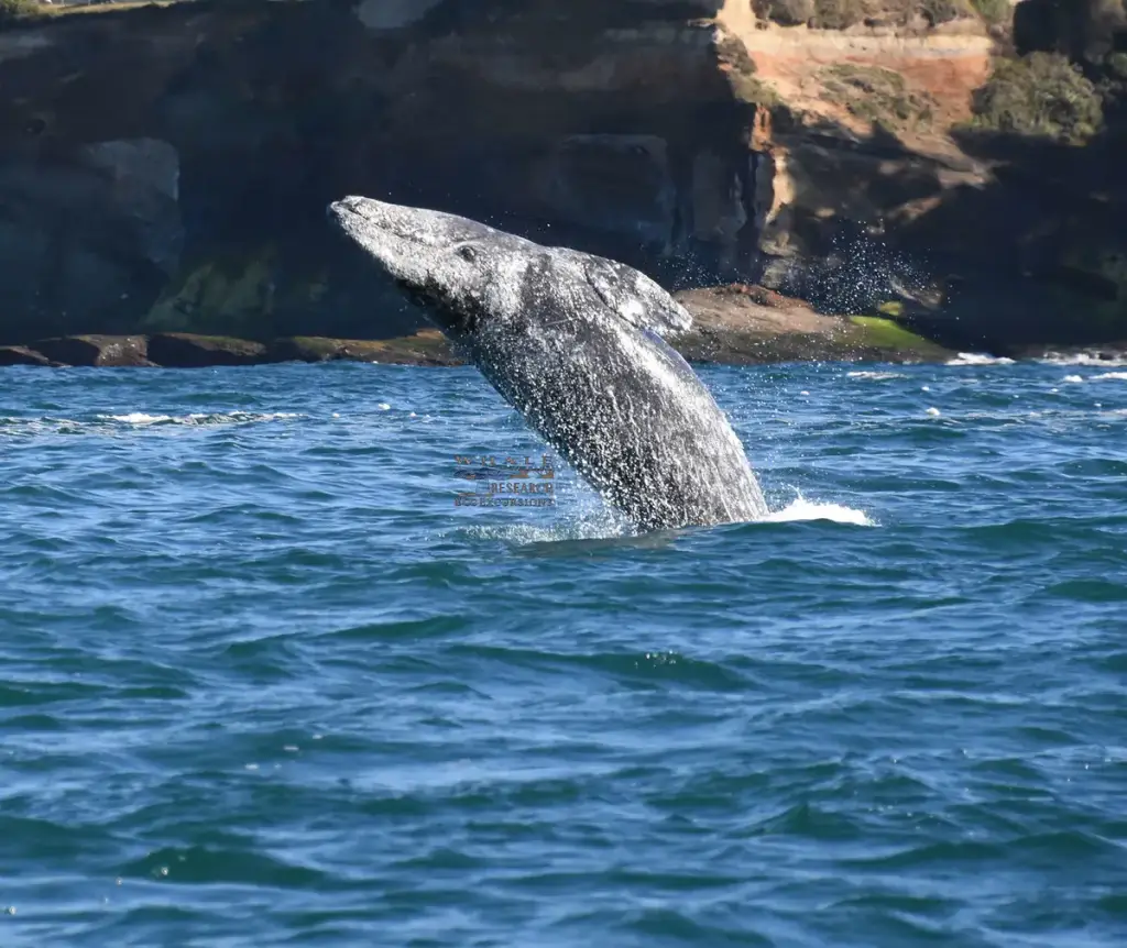 Whale Research EcoExcursions, Depoe Bay, OR