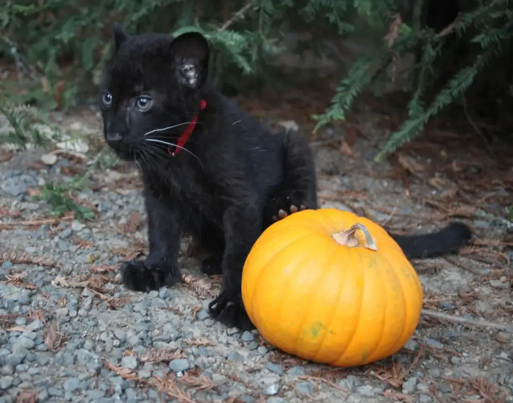 Wild Cat Education And Conservation Fund, Occidental, CA
