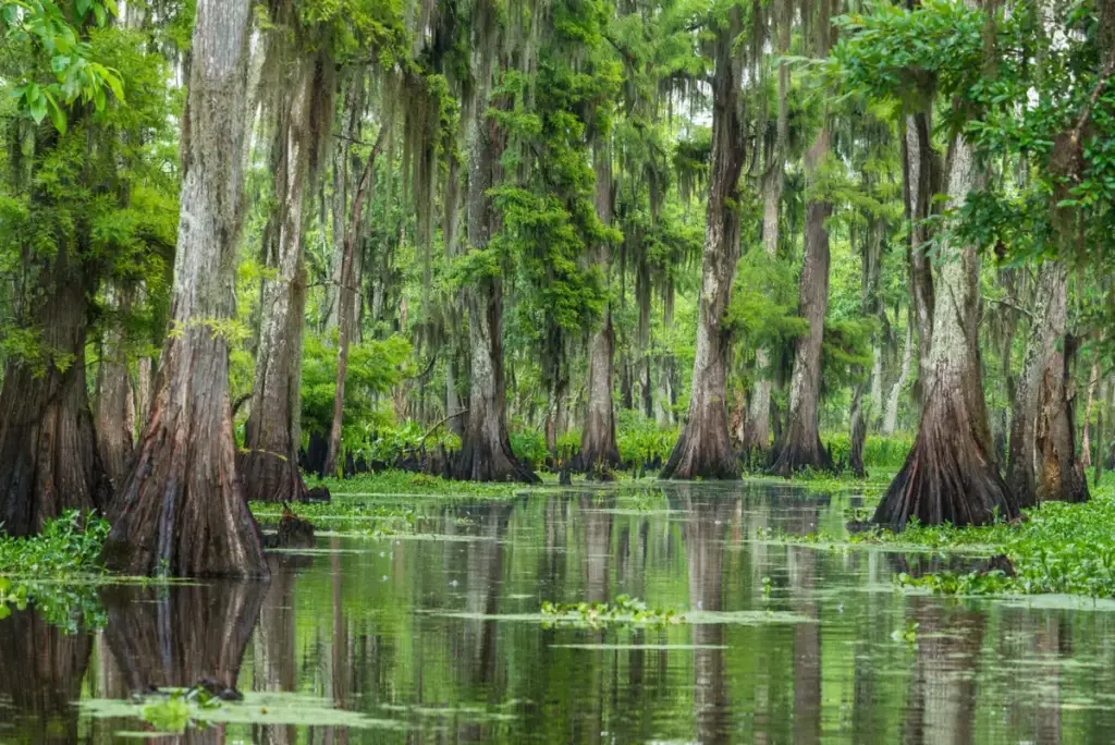 Wild Louisiana Tours, New Orleans, LA