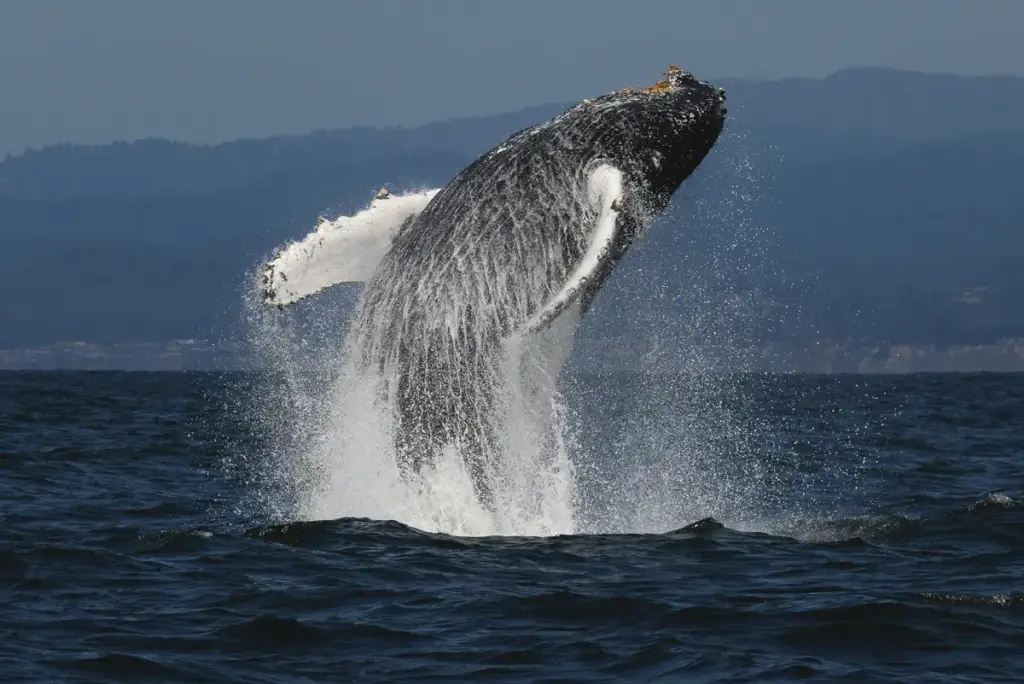 Wild Pacific Whale Watch, San Diego, CA