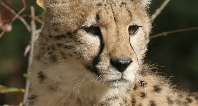 Wildlife Safari, Winston, OR
