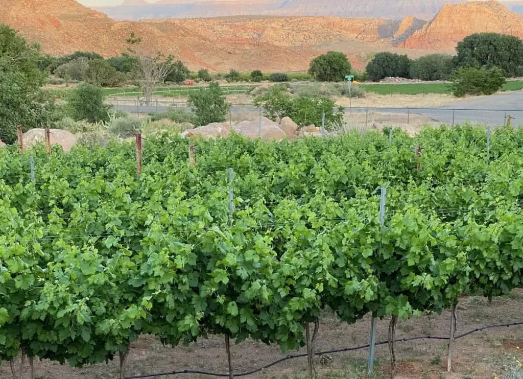 Zion Vineyards, Leeds, UT