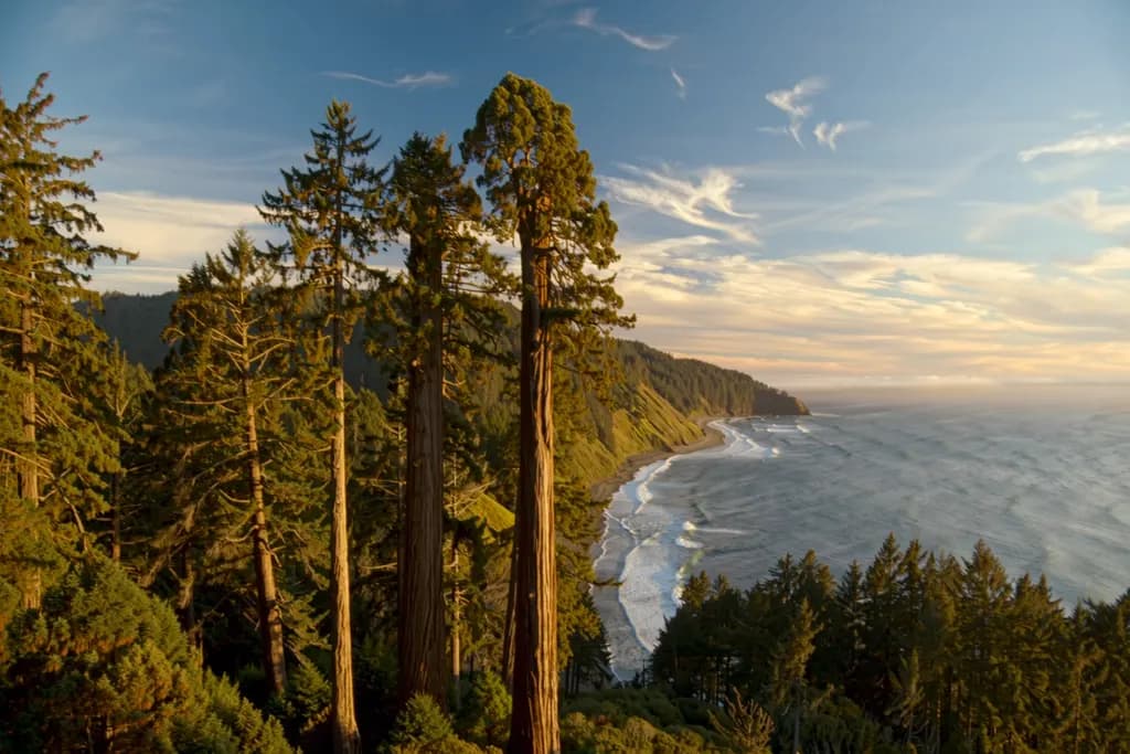 The Redwood Coast skyline