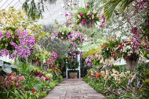 Stop and Smell the Orchids