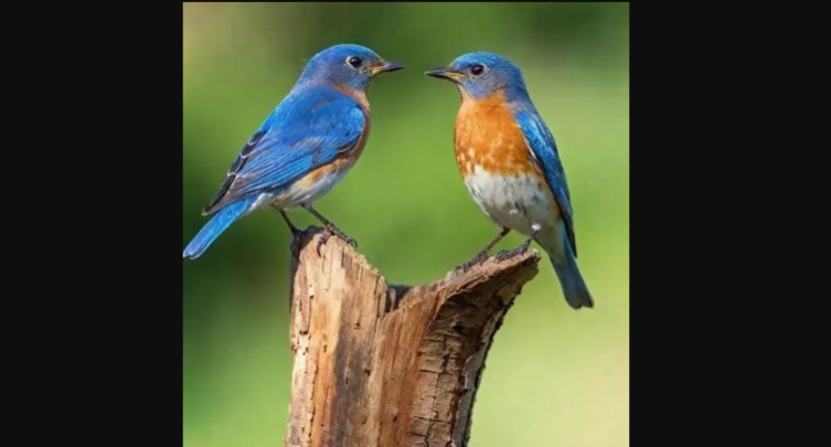 Science Saturday: Beautiful Birds