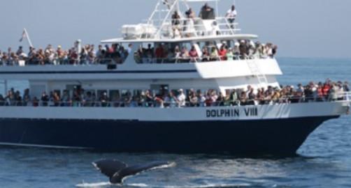 Dolphin Fleet Whale Watching