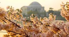 National Cherry Blossom Festival