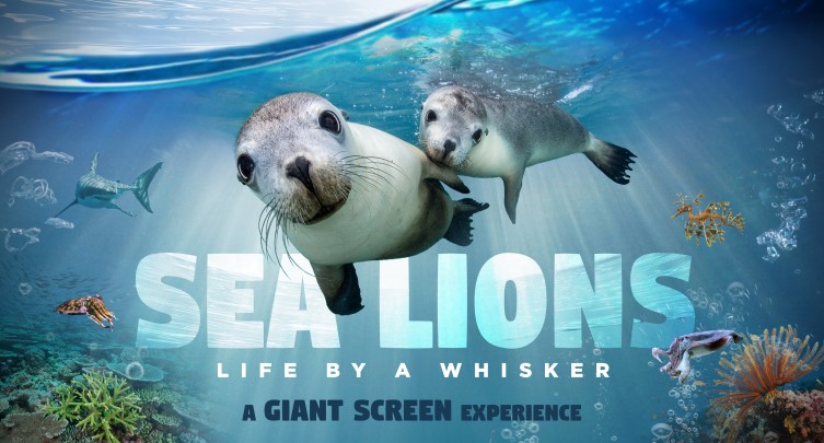 Sea Lions: Life By A Whisker
