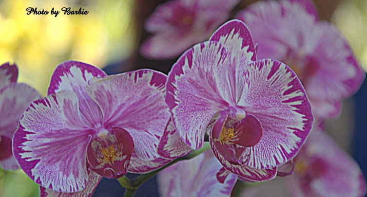 Orchid Care Classes (Summer)