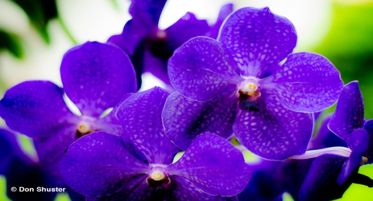 Orchid Care Classes (Summer)