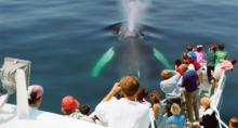 Hyannis Whale Watcher Cruises